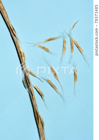 Common catalpa seeds Common catalpa seeds 78371485
