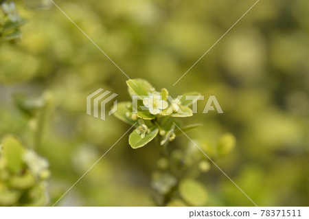 Box-leaved holly 78371511