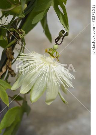 Snow Queen Passion Vine Snow Queen Passion Vine 78371512