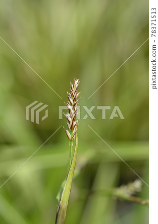 Sedge Ice Dance Sedge Ice Dance 78371513