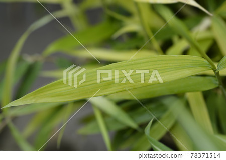 Pygmy Bamboo Pygmy Bamboo 78371514