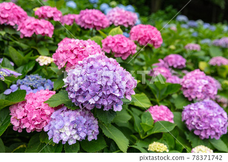 Hydrangea from Asukayama Park 78371742