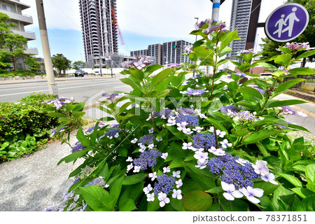 照波中小學附近的福岡島城風光 78371851