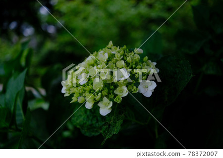 (Flower tourism) Young hydrangea: Left and right margins 78372007