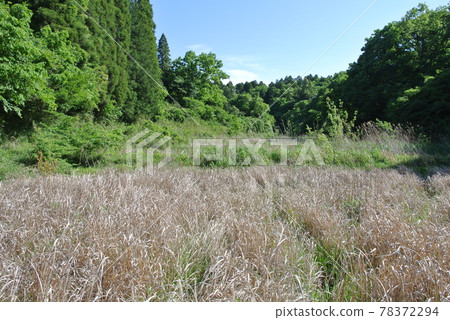 The ruins of Yatsuda, which became abandoned cultivated land and became rough 78372294
