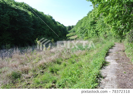 廢棄耕地變得粗糙的八田遺址 78372318