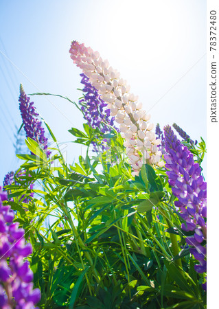 Lupine flowers blooming under the blue sky Lupine flowers blooming under the blue sky 78372480