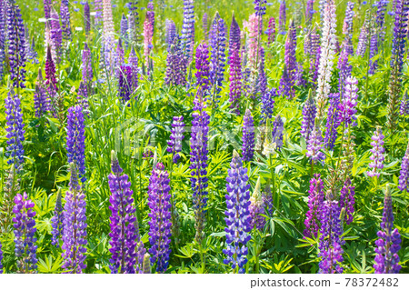 Lupine flowers blooming under the blue sky 78372482