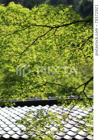 京都的鮮綠色 78372921