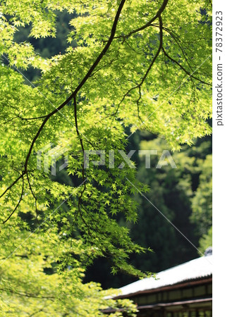 京都的鮮綠色 78372923