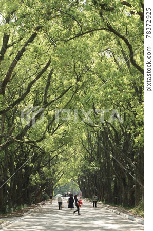 京都府植物園的新綠 78372925