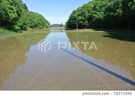 水稻種植後的八田 78372940