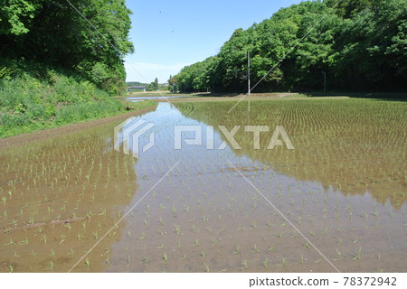 Yatsuda after rice planting Yatsuda after rice planting 78372942
