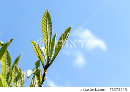 枇杷新葉藍天 78373229