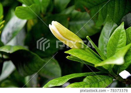 梔子花蕾 78373376