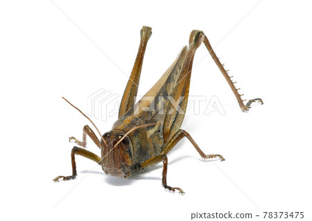 [Patanga japonica]（深度合成） 78373475