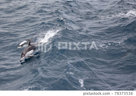 陸奧灣海豚 陸奧灣海豚 78373538