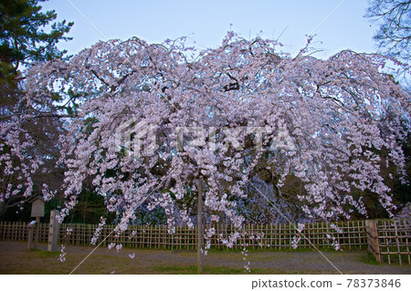 京都御所近衛宅邸的垂枝櫻花2021 78373846