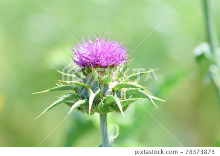 Milk thistle Milk thistle 78373873