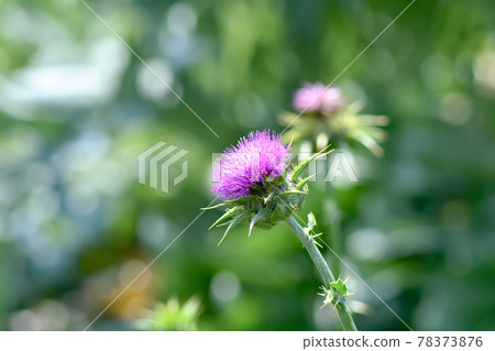 Milk thistle Milk thistle 78373876