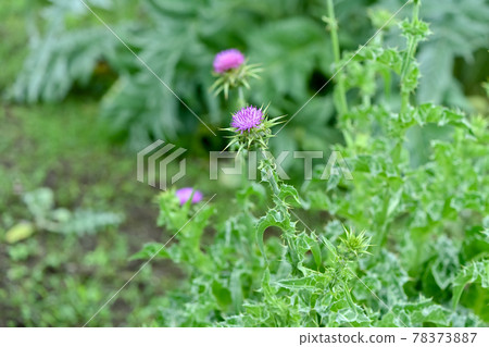 Milk thistle Milk thistle 78373887