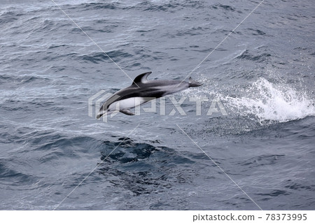 Pacific white-sided dolphin jump in Mutsu Bay 78373995