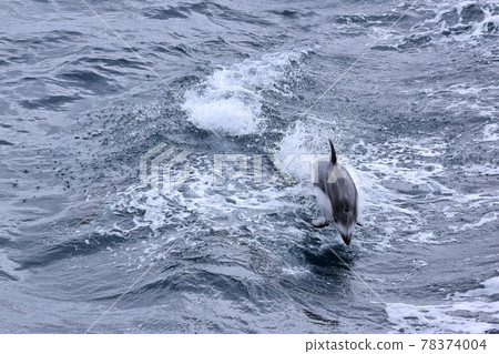 Jumping Pacific white-sided dolphins playing on the waves of the Mutsuwan Ferry Jumping Pacific white-sided dolphins playing on the waves of the Mutsuwan Ferry 78374004