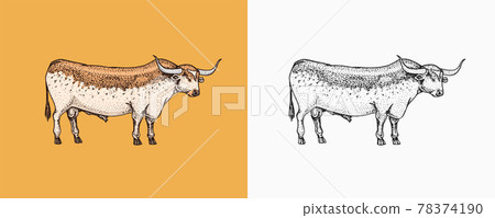 Domestic Cow. Farm animal. Vintage sketch for shop. Badge for t-shirts. Hand Drawn engrave Vector 78374190