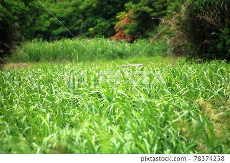 Small island in sugar cane field 78374258