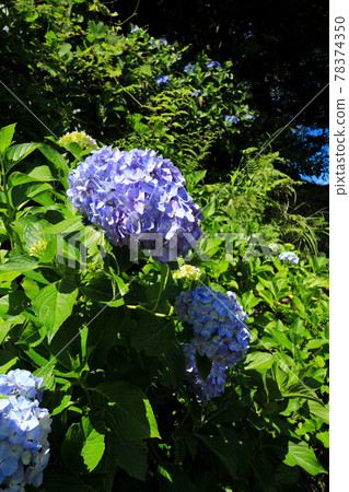 山梨Uzumana公園繡球花 山梨Uzumana公園繡球花 78374350