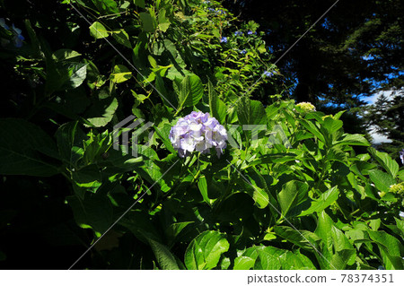 山梨Uzumana公園繡球花 山梨Uzumana公園繡球花 78374351
