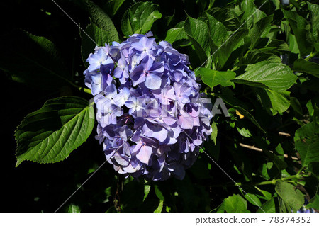 山梨Uzumana公園繡球花 山梨Uzumana公園繡球花 78374352