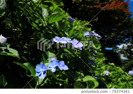 Yamanashi Uzumana Park Hydrangea 78374361
