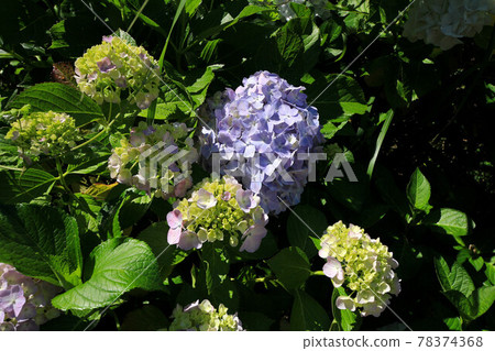 山梨Uzumana公園繡球花 山梨Uzumana公園繡球花 78374368