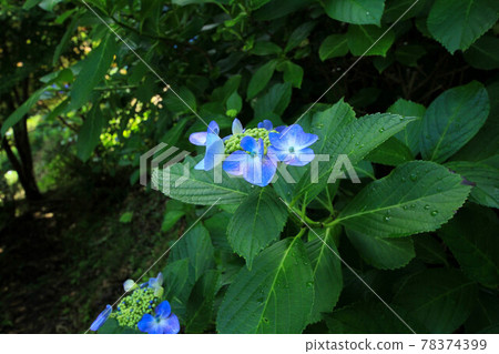 Yamanashi Uzumana Park Hydrangea Yamanashi Uzumana Park Hydrangea 78374399