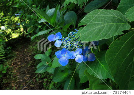 Yamanashi Uzumana Park Hydrangea Yamanashi Uzumana Park Hydrangea 78374404