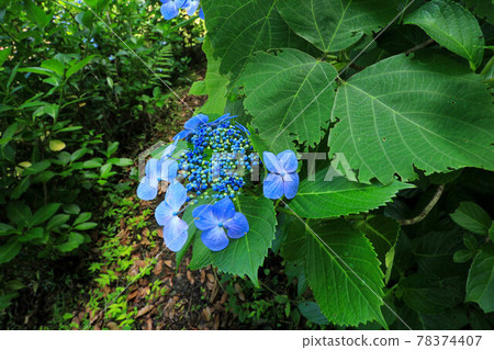 Yamanashi Uzumana Park Hydrangea Yamanashi Uzumana Park Hydrangea 78374407
