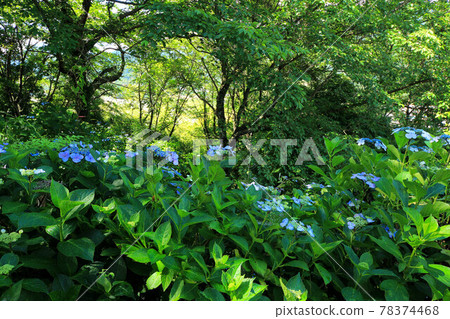 山梨Uzumana公園繡球花 78374468