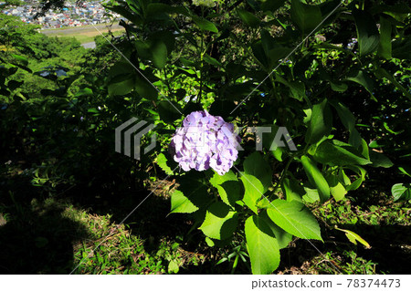 Yamanashi Uzumana Park Hydrangea 78374473