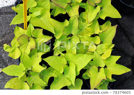 Late spring - beginning of summer, beautiful  flowers and plants in Zagreb, Croatia 78374605