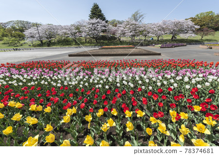 Tulips at the entrance square of Kodomo no Kuni 78374681
