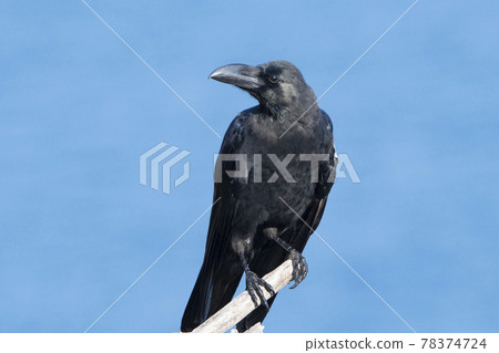 聰明生活的烏鴉 聰明生活的烏鴉 78374724