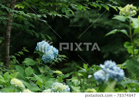 四季漫步夏但馬高原植物園 四季漫步夏但馬高原植物園 78374847