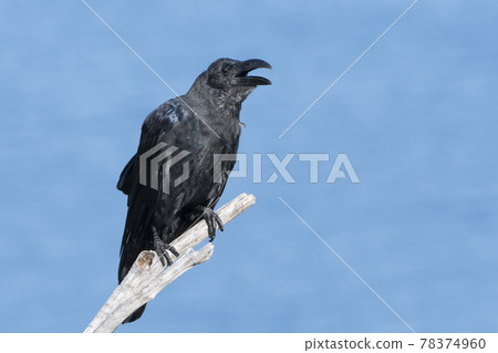 聰明生活的烏鴉 78374960