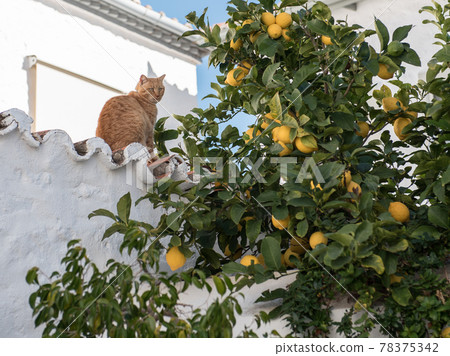 Hydra cats and lemons on an Aegean cruise from Athens, Greece 78375342