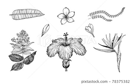 Palm plant, Strelitzia, Hibiscus, Plumeria, Medinilla. Flowering plants. Tropical or exotic leaves 78375382