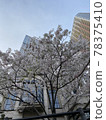 (Tokyo) Cherry blossoms blooming on the premises of a tower apartment 78375410