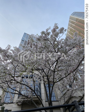 (Tokyo) Cherry blossoms blooming on the premises of a tower apartment 78375410
