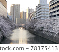 (Tokyo) Cherry blossoms in full bloom along the Meguro River 78375413