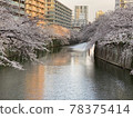 (Tokyo) Cherry blossoms in full bloom along the Meguro River 78375414